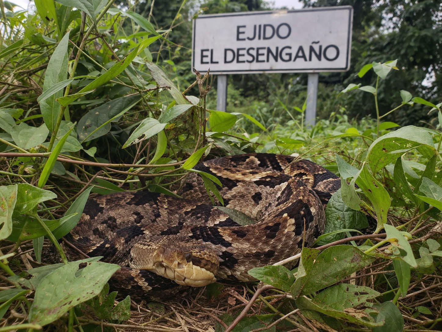 Madre e hija son atacadas por nauyaca en zona rural de Las Choapas