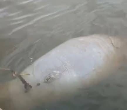 Hallan manatí sin vida en el río Coatzacoalcos