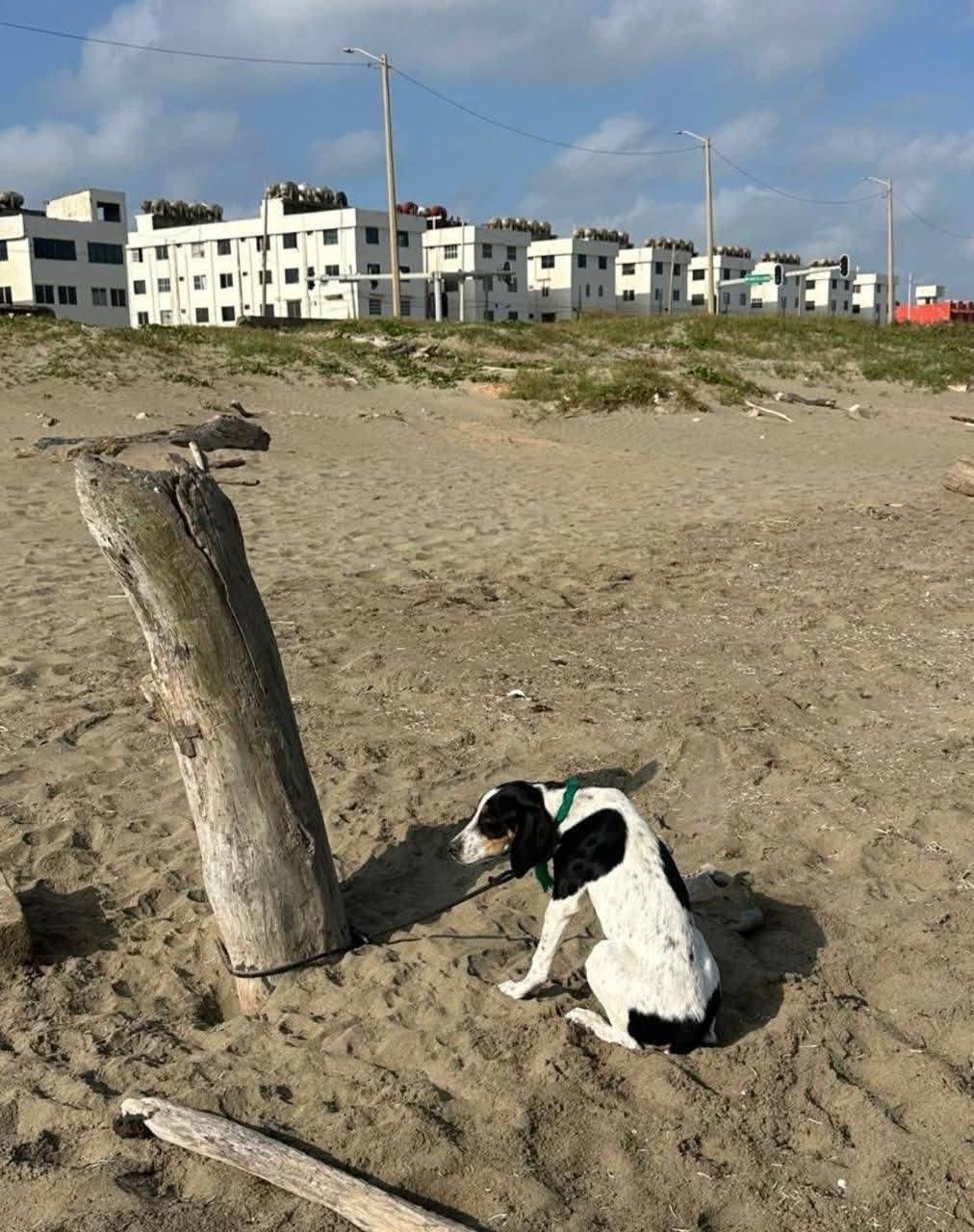 Abandonan a perrita amarrada en playa de Coatzacoalcos; fue rescatada a tiempo
